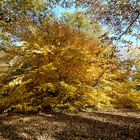 Herbstsonne