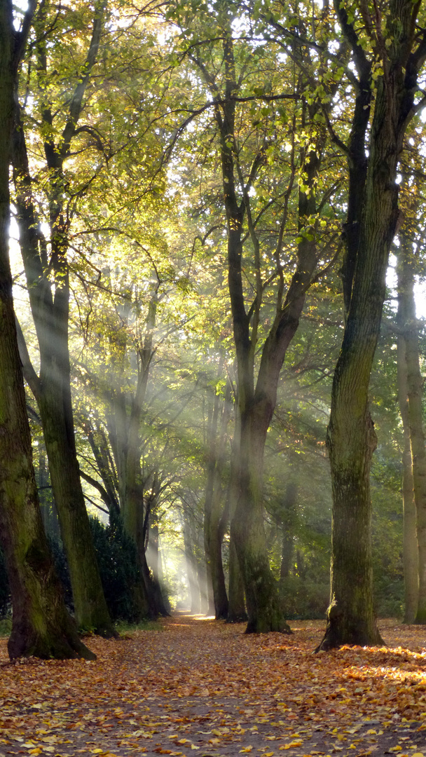 Herbstsonne