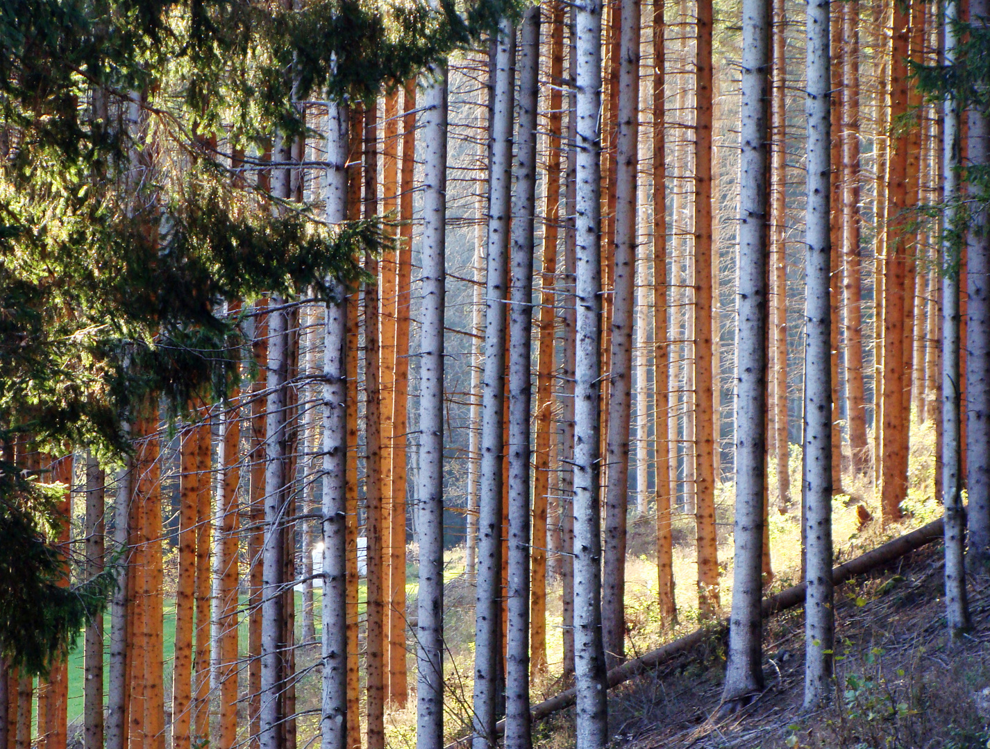 Herbstsonne