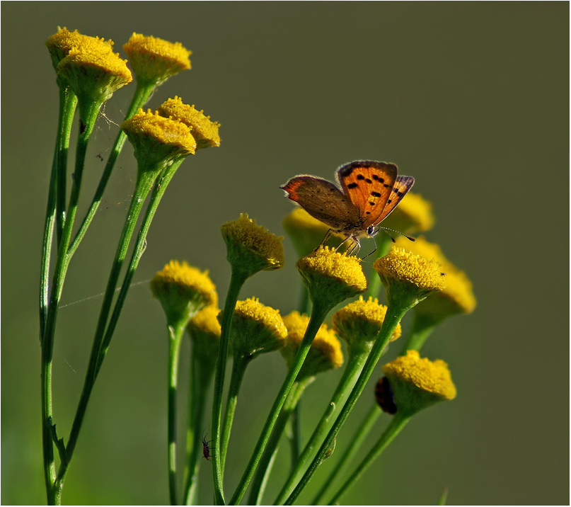 " Herbstsonne "