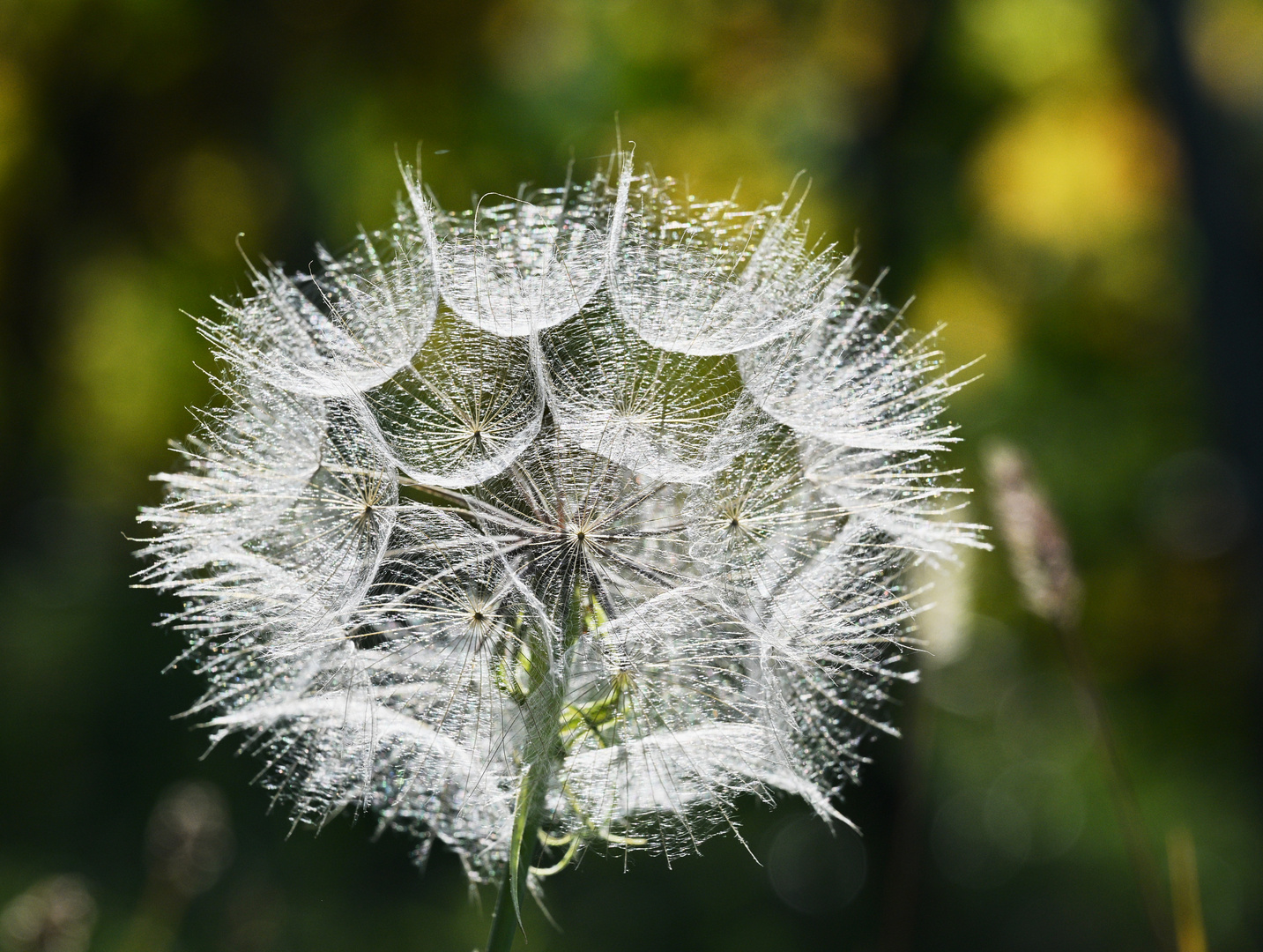 Herbstsonne