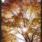 Herbstsonne