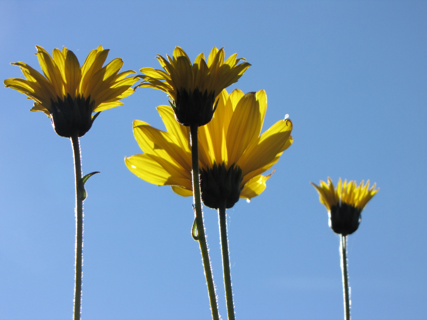 Herbstsonne