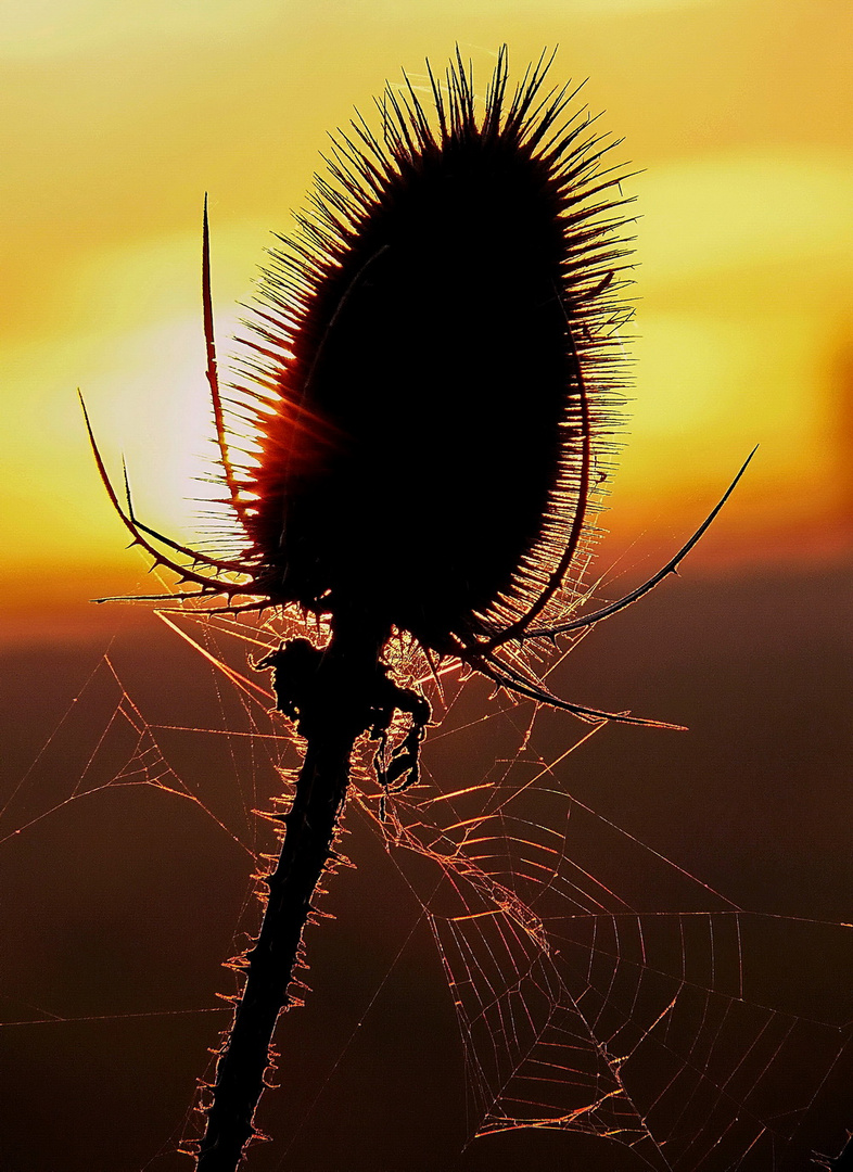 Herbstsonne