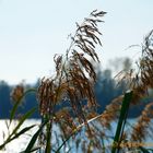 Herbstsonne