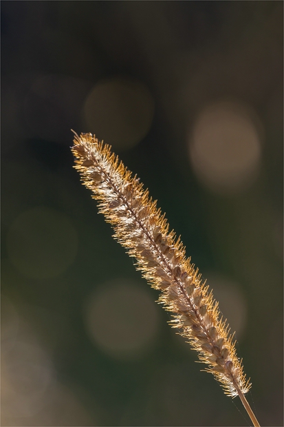 Herbstsonne