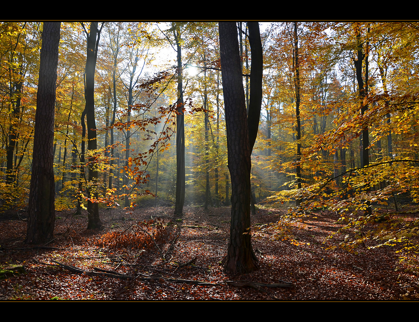 Herbstsonne