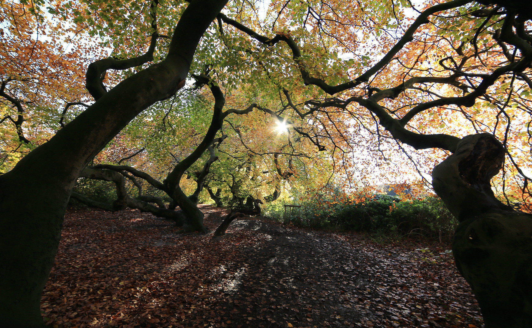 herbstsonne 