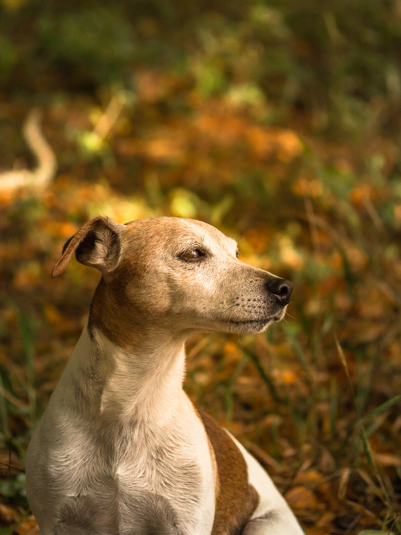 Herbstsonne genießen