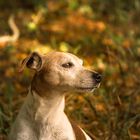 Herbstsonne genießen