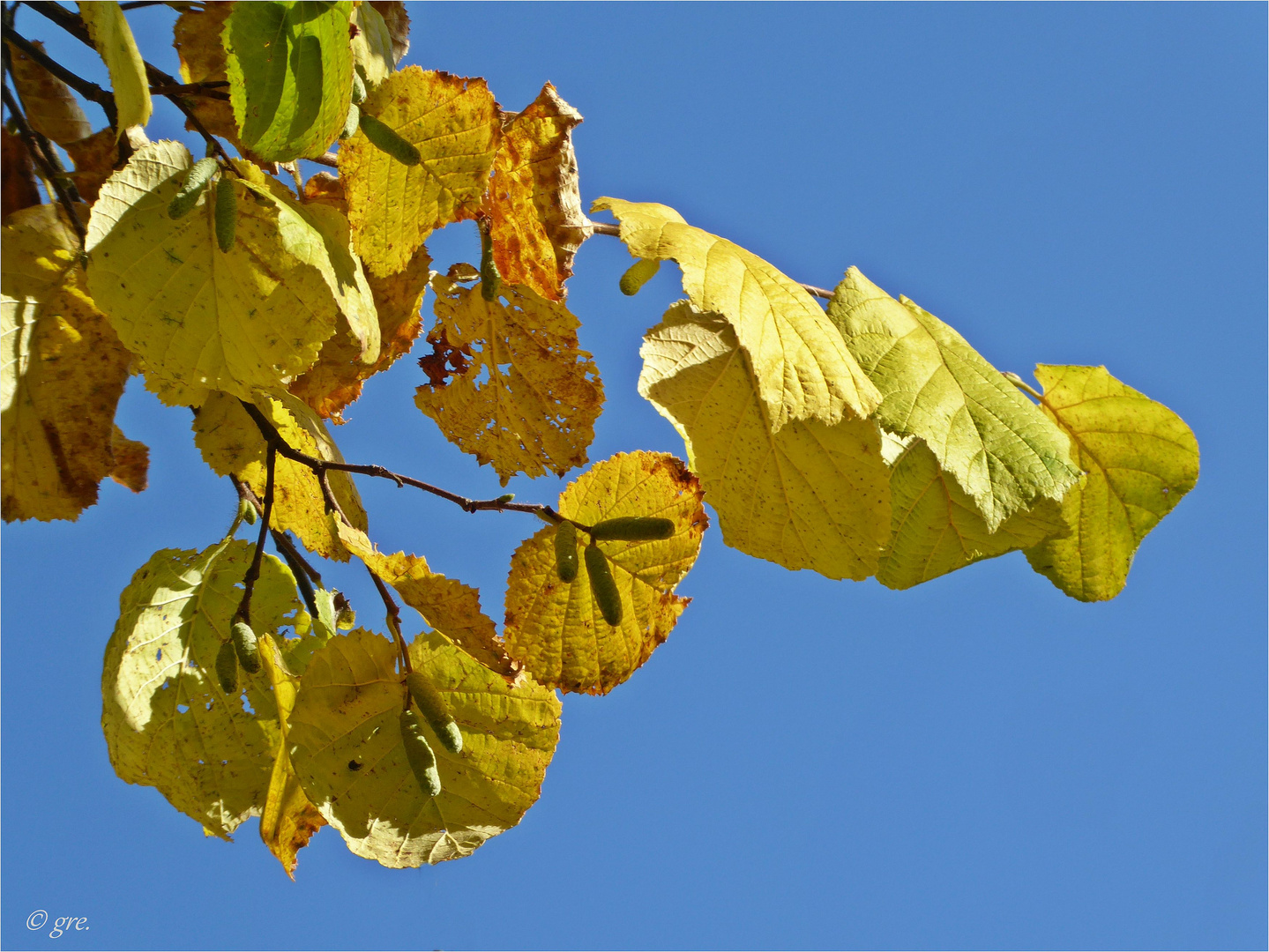 Herbstsonne genießen....