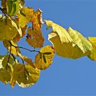 Herbstsonne genießen....