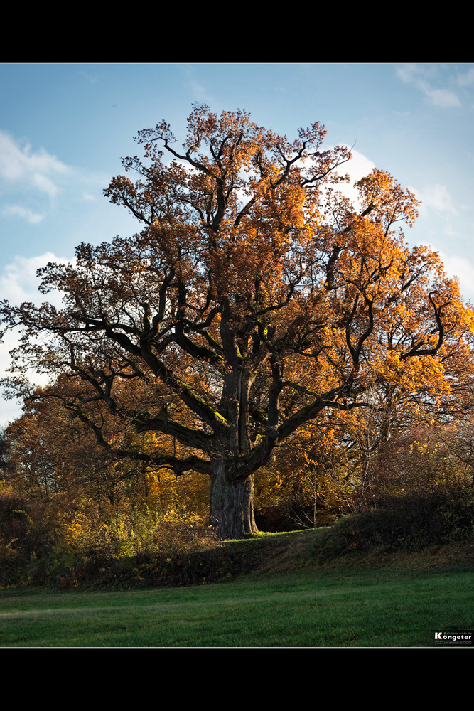 * * * Herbstsonne II * * *