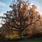 * * * Herbstsonne II * * *