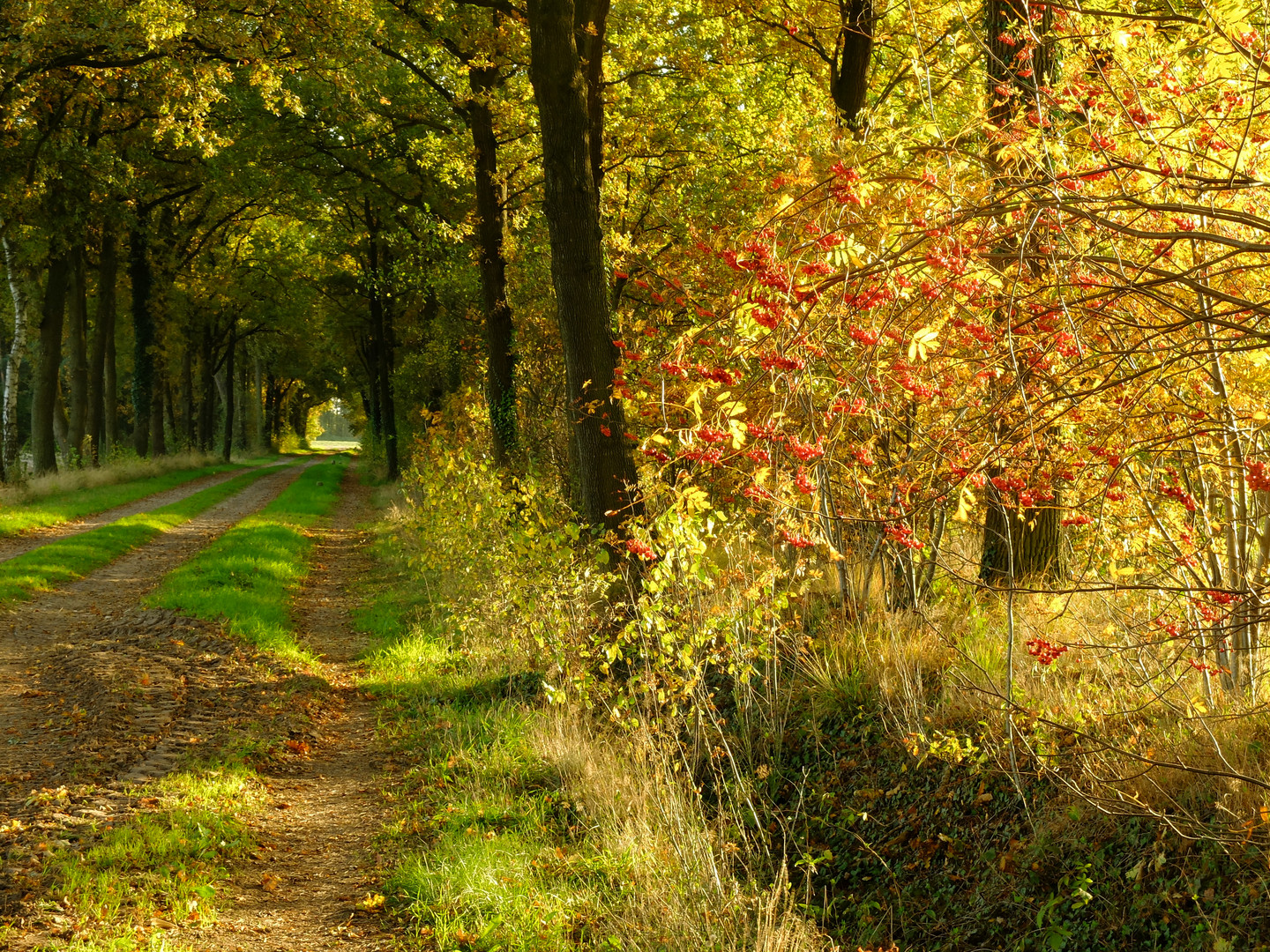 Herbstsonne im Aechterhook