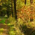 Herbstsonne im Aechterhook