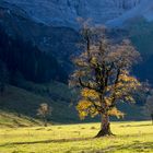 Herbstsonne im Ahornboden 1