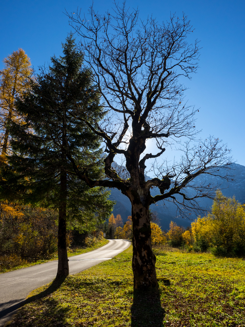 Herbstsonne im Ahornboden 2