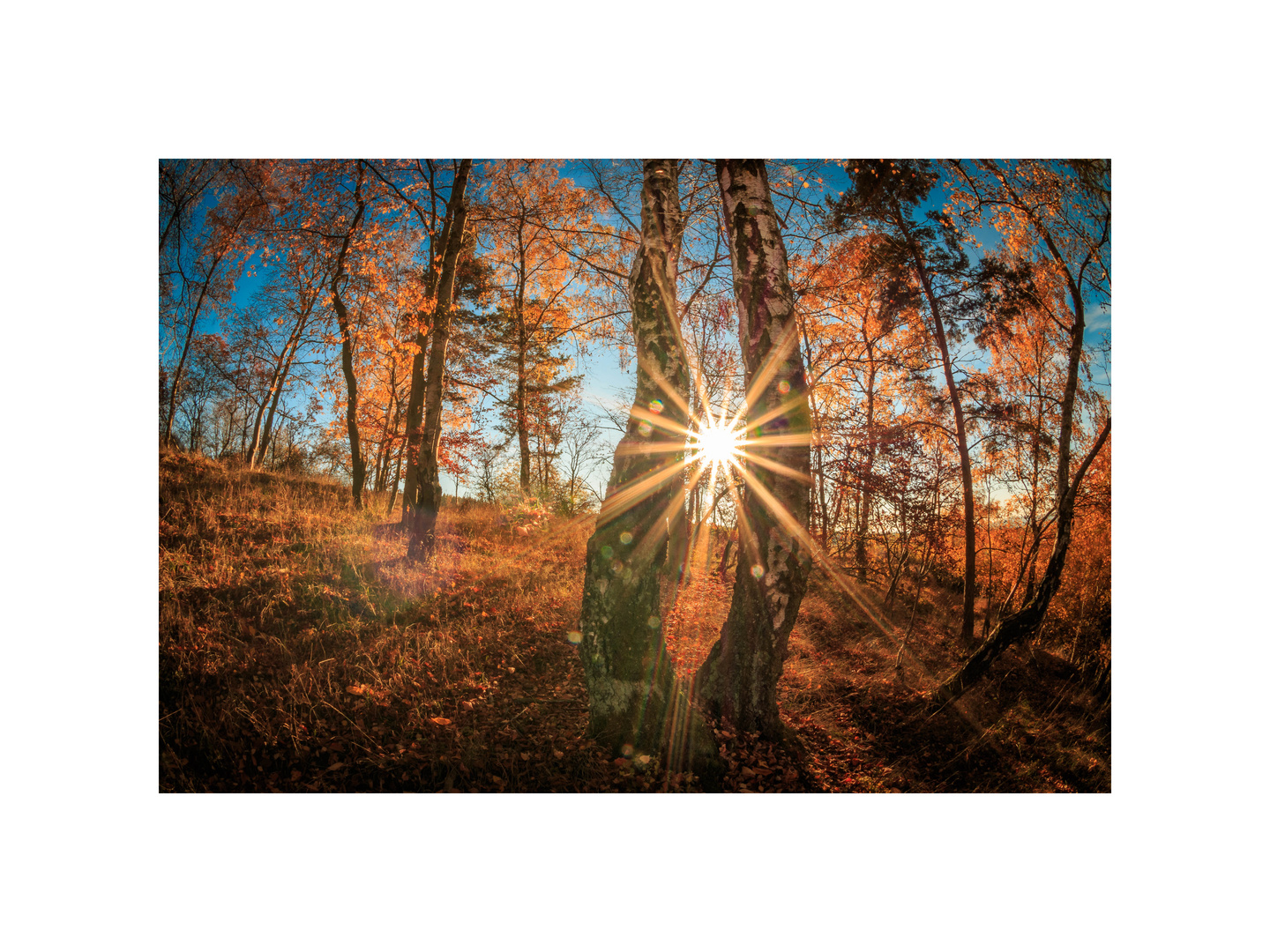 Herbstsonne im Birkenrahmen 