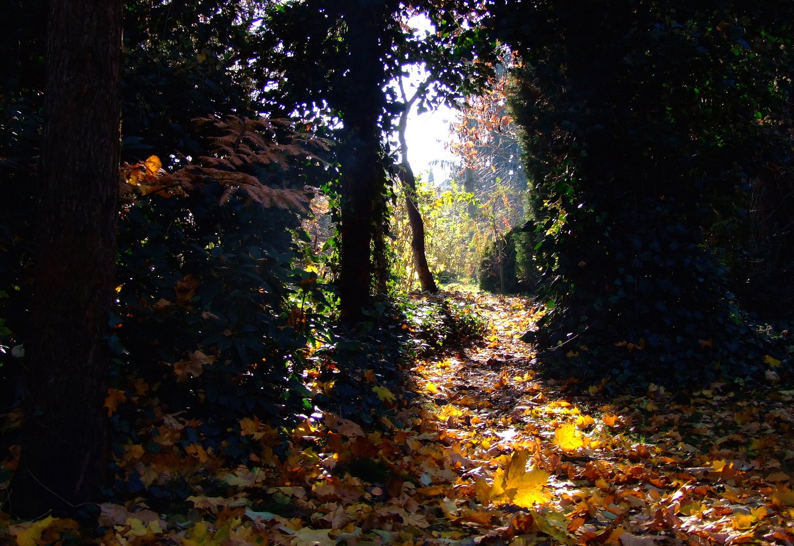 Herbstsonne im Garten