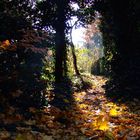 Herbstsonne im Garten