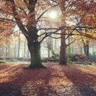 Herbstsonne im Kleingartengebiet Stadtwerder, Bremen