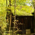 Herbstsonne im Okertal