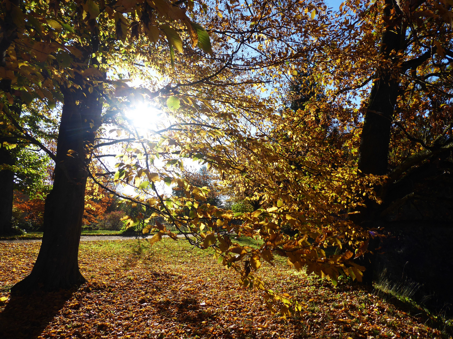 Herbstsonne im Park