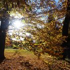 Herbstsonne im Park