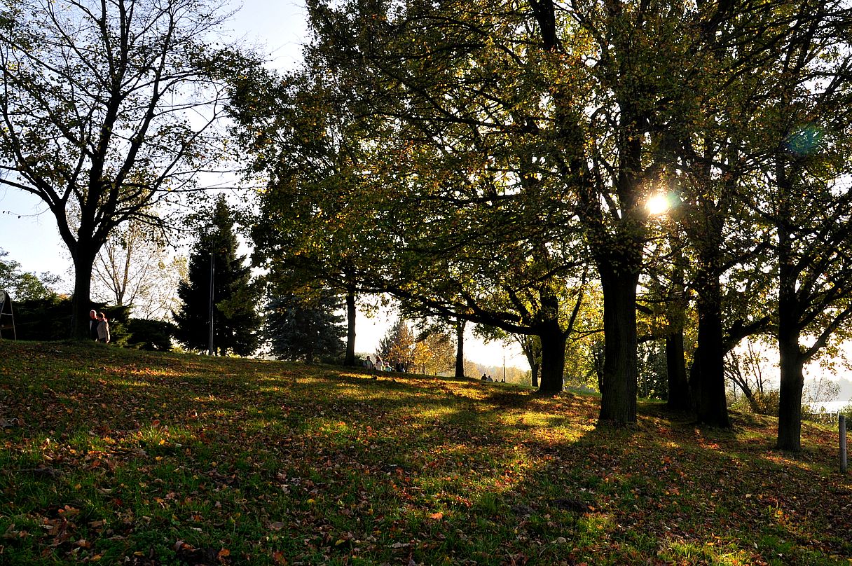 Herbstsonne im Park