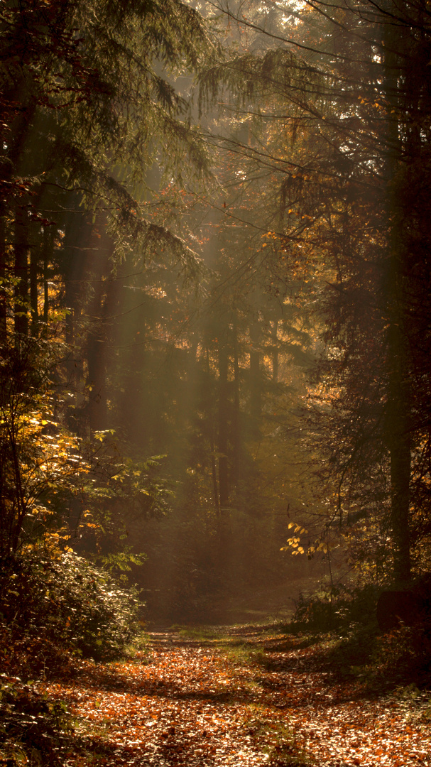 Herbstsonne im pfälzer Wald