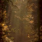 Herbstsonne im pfälzer Wald