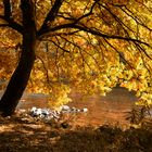 Herbstsonne im Siegtal