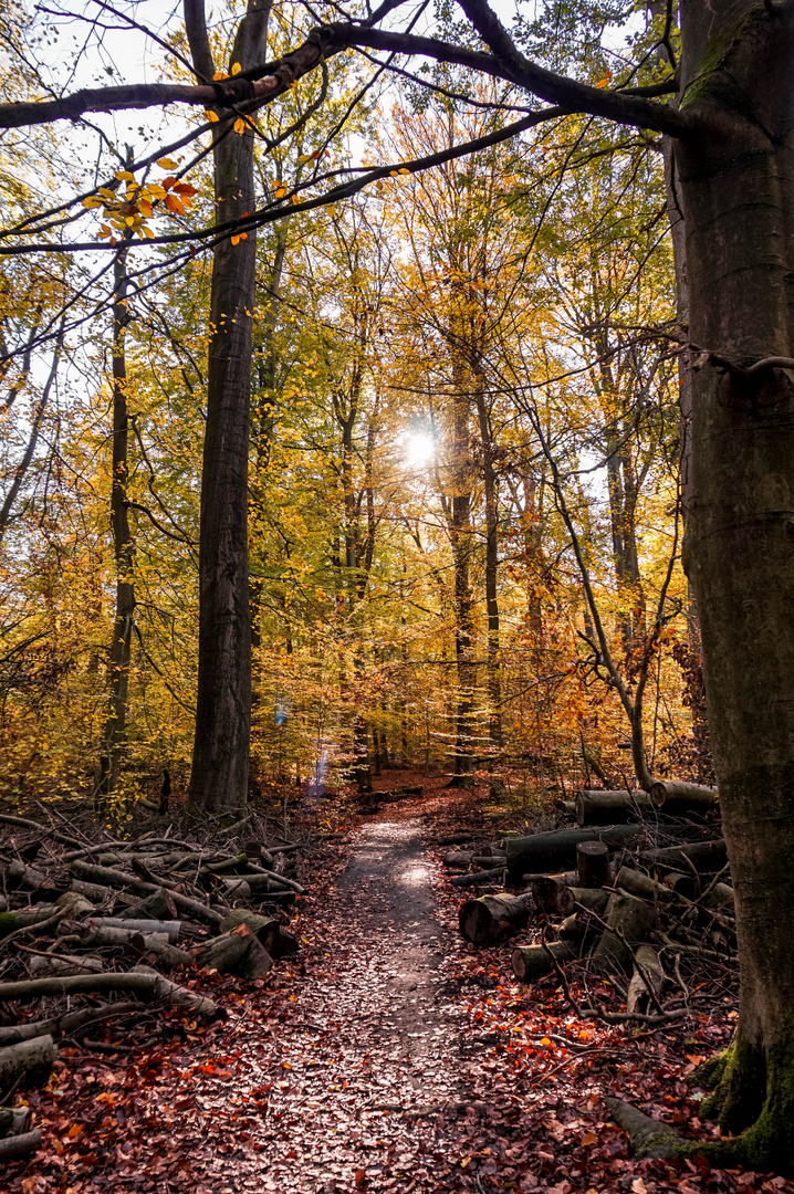 Herbstsonne im Wald