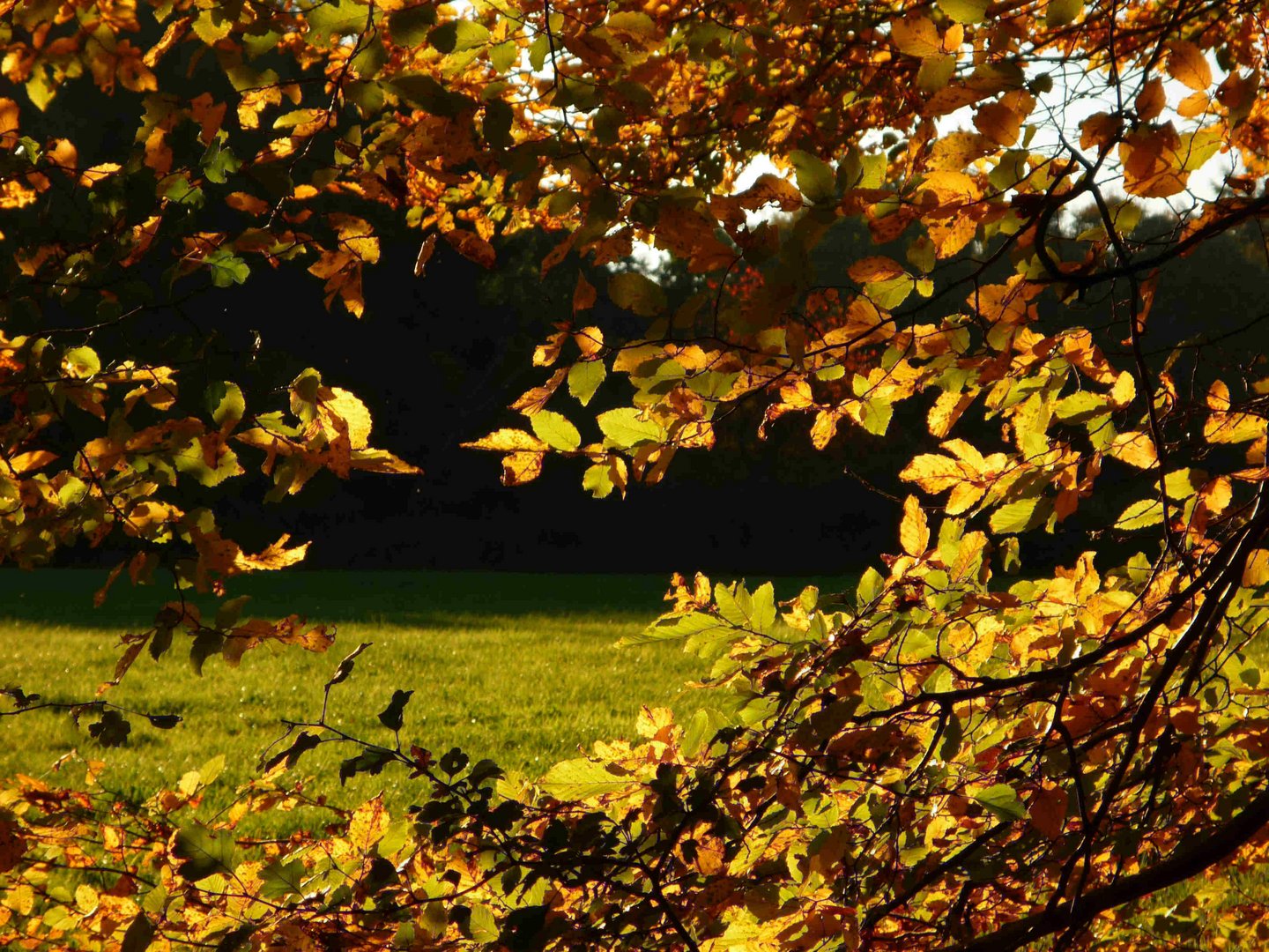 Herbstsonne im Wald