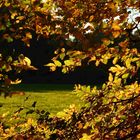 Herbstsonne im Wald