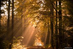 Herbstsonne im Wald