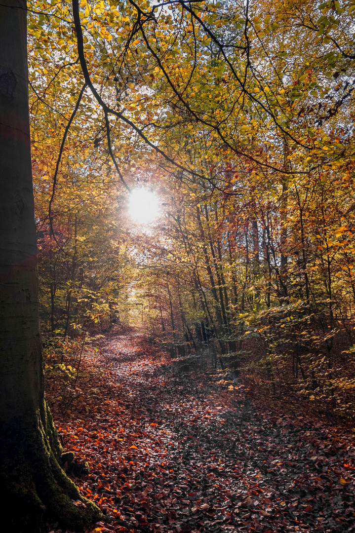 Herbstsonne im Wald