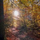 Herbstsonne im Wald
