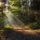 Herbstsonne im Wald