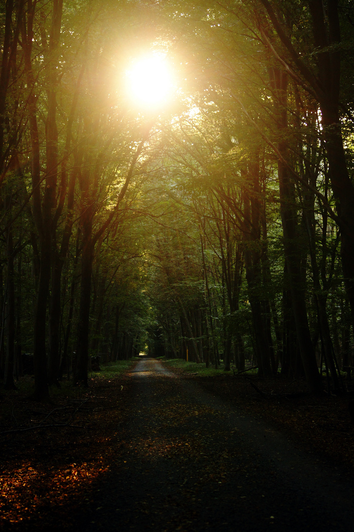 Herbstsonne im Wald