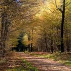 Herbstsonne im Wienhagen