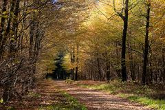 Herbstsonne im Wienhagen