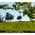 Herbstsonne in Aschach an der Steyr