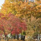 Herbstsonne in Berlin 09