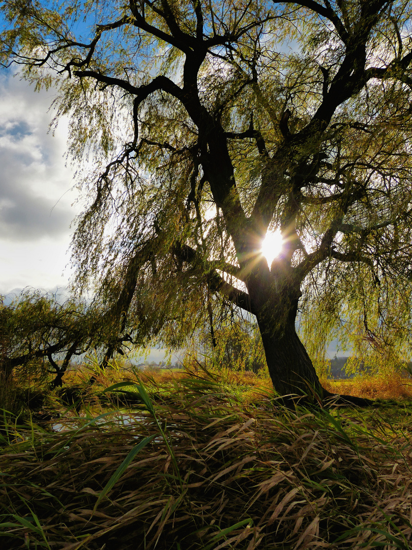 Herbstsonne in Berlin