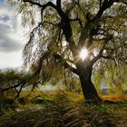 Herbstsonne in Berlin