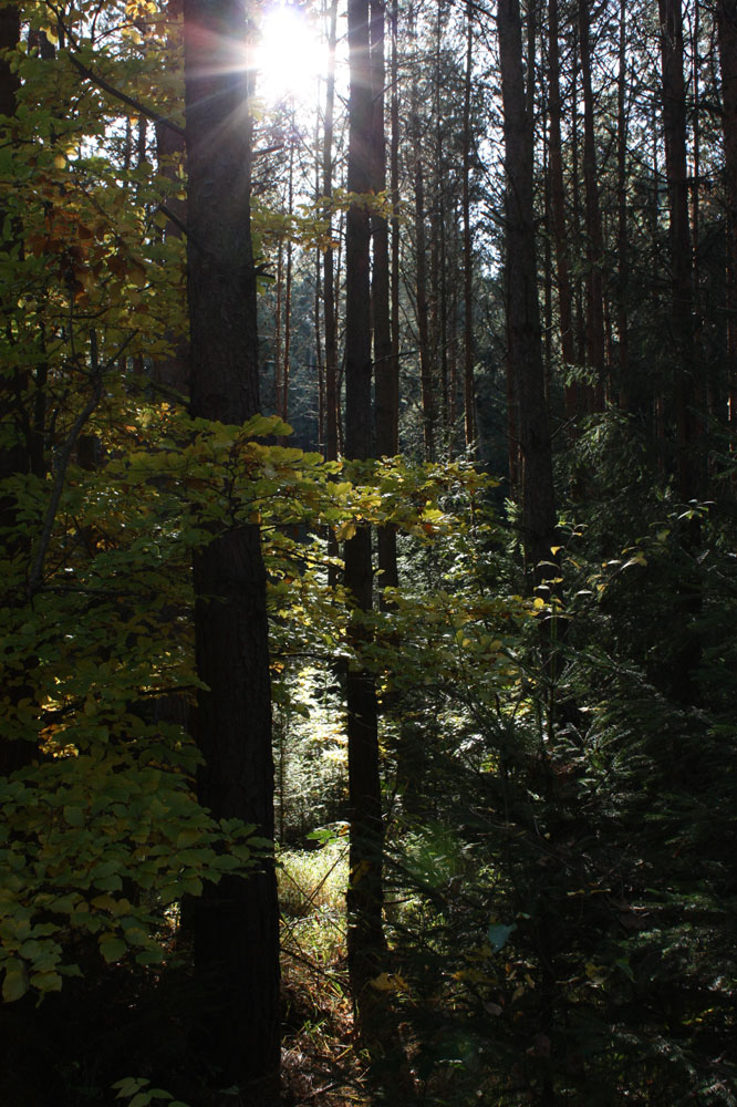 Herbstsonne in den Bäumen