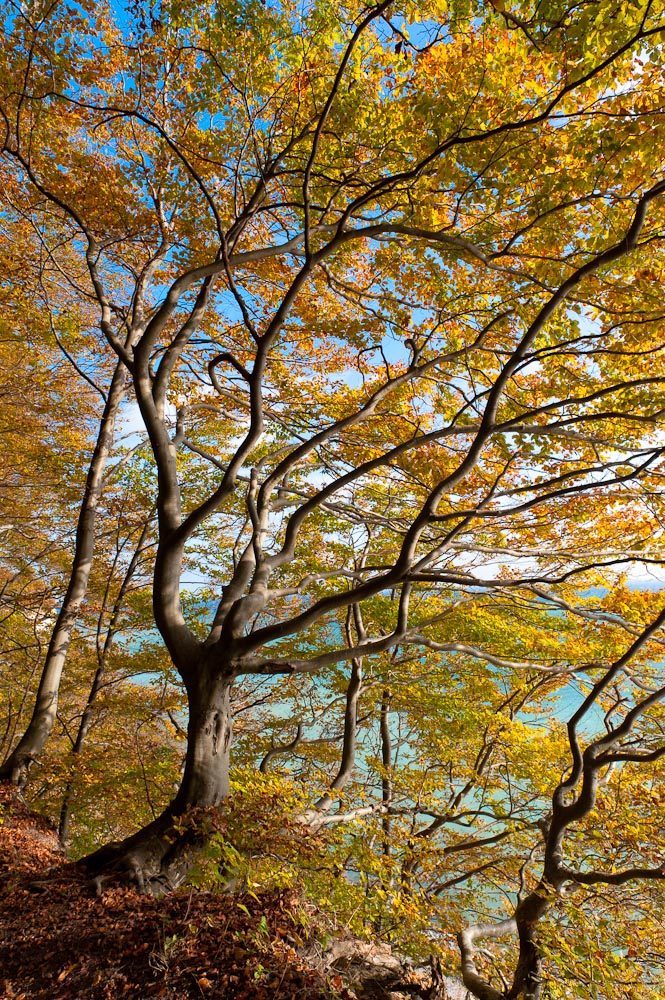 Herbstsonne in den Blättern