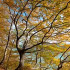 Herbstsonne in den Blättern